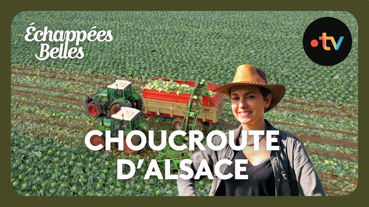 Alsace : Krautergersheim, la capitale de la choucroute - Échappées belles