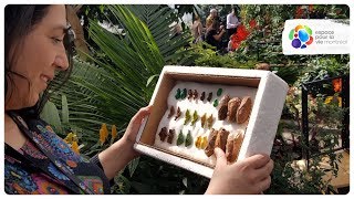 Le métier de coordonnatrice d'activités en loisirs scientifiques à l'Insectarium de Montréal