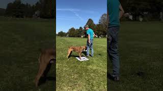 Boxer Dog puppy training