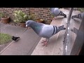 Two stripeys bar beaky the pigeons window ledge approach