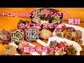 【多肉植物】すぐに完売