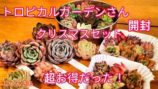 【多肉植物】すぐに完売