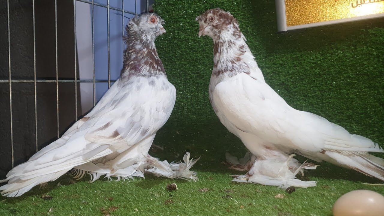 حمام قلاب مزاد بيع وشراء عالي المستوى في فلسطين مع معتز مطور