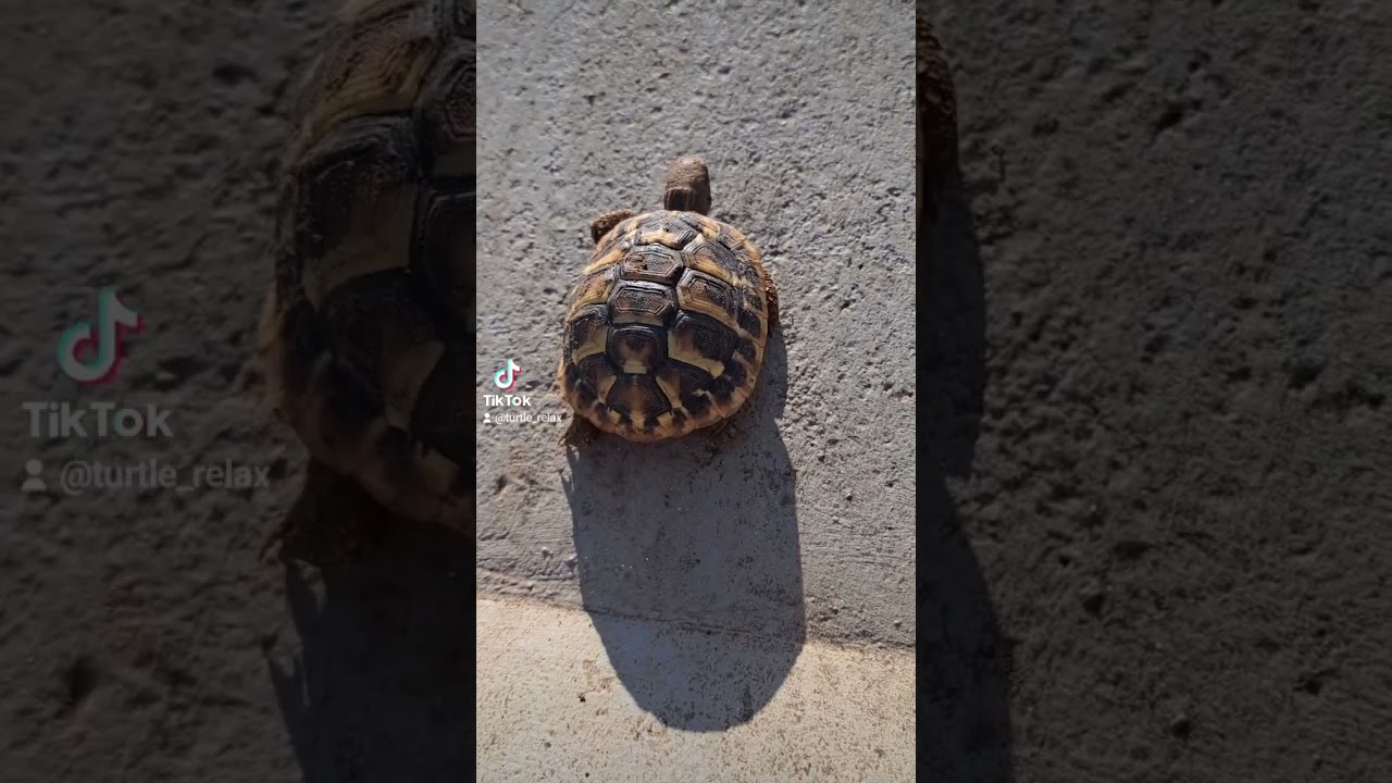 climbing 🤣🐢