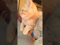 billu and kaani enjoy sun light #shortsfeed #youtuber #cuteanimals #cat #shortvideo #viral #love #yt