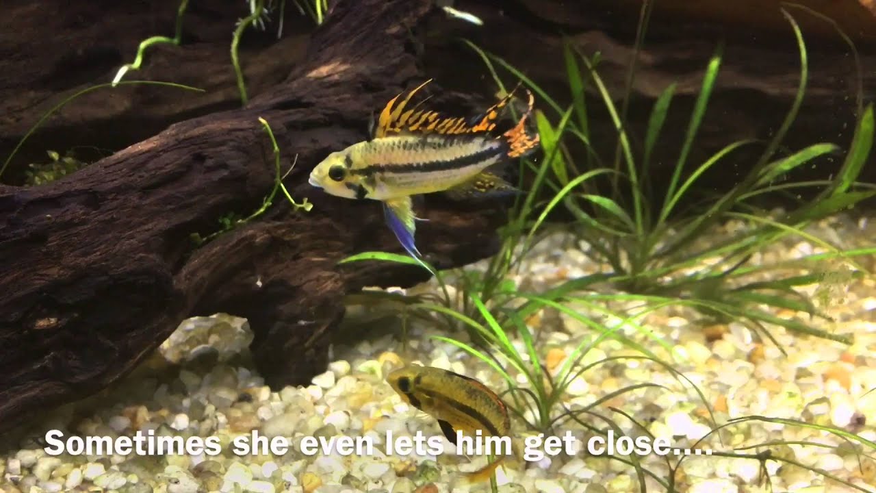 apistogramma cacatuoides care