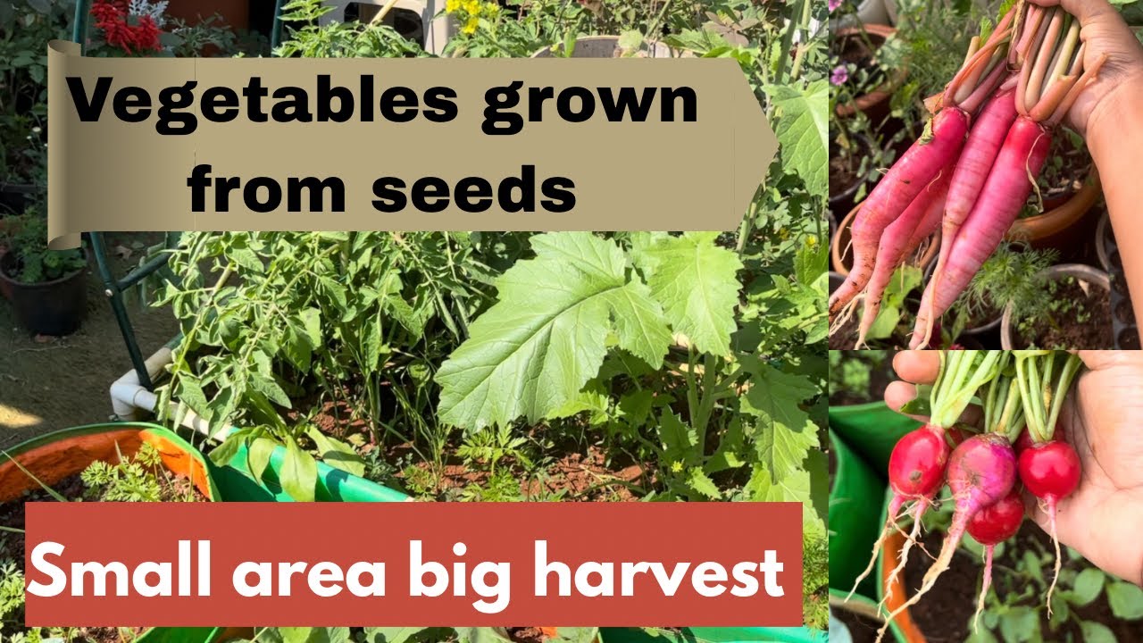 Vegetable garden update/ What’s growing in my garden/ Winter vegetable gardening 