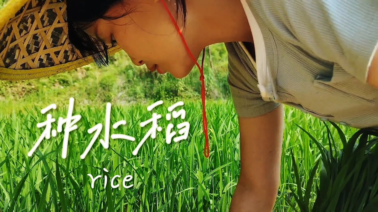 莊稼人的一天,拔秧插田種水稻,中午做碗涼麪吃Planting rice - YouTube