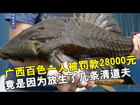 广西一人被罚款28000元，竟因为放生了几条清道夫，放生有多奇葩【科普任意门】