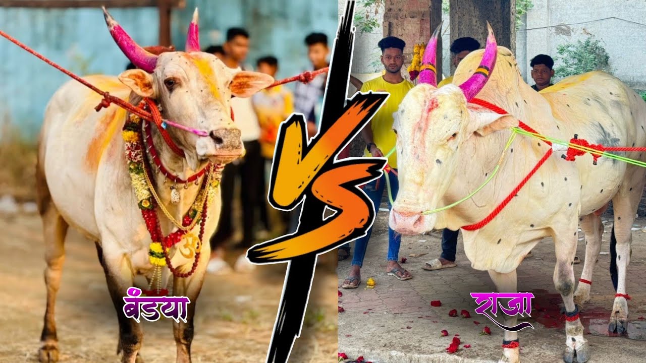 राजा 🆚 बंड्या बैलांची झुंज | Raja 🆚 Bandya Big Bull Fight | Win King ...