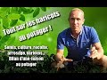 Cultiver les haricots au potager