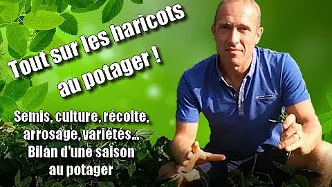 Où planter haricots verts ?