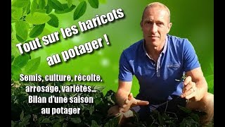 Cultiver les haricots au potager