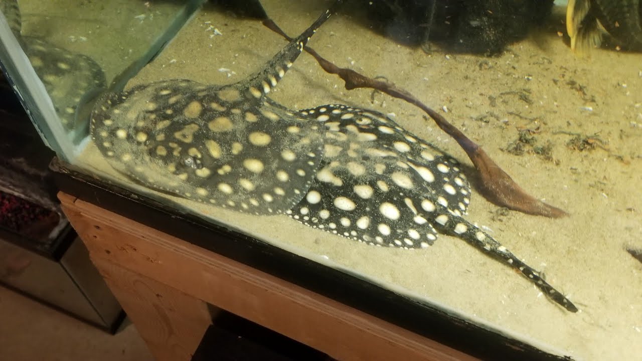 Bd hybrids. Big spot and super white. YouTube