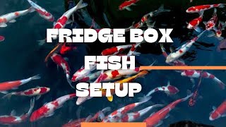Fridge Box Setup For Moli And Koi Fish