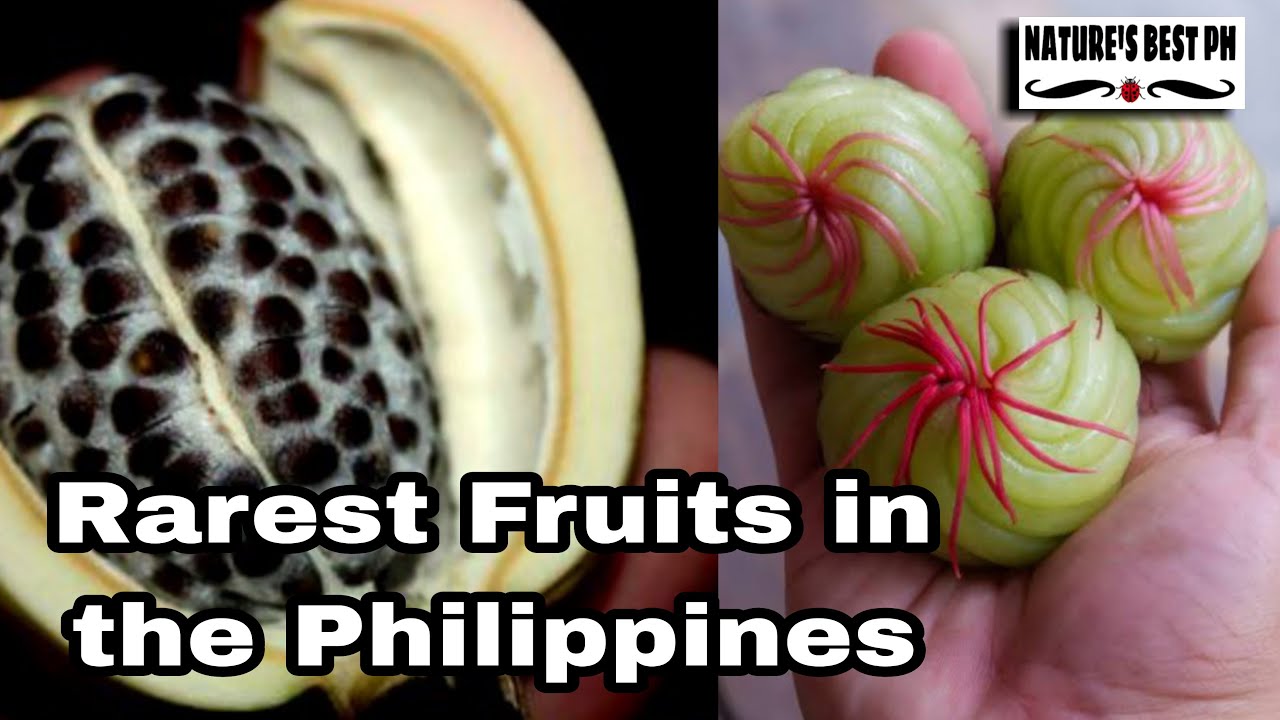 10 Fruits in the Philippines you might never know | Rarest Edible Fruits in the Philippines