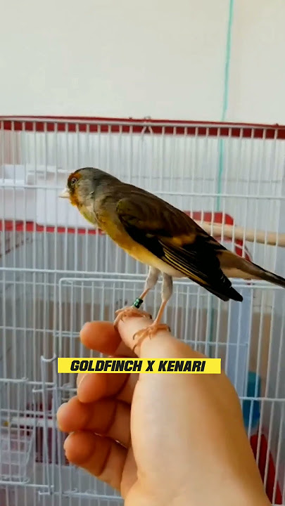 Mule Gacor goldfinch X kenari🐦🐦 #shorts