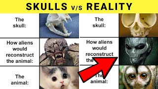 Funny Animal Skulls vs reality | You Have Never Seen Before