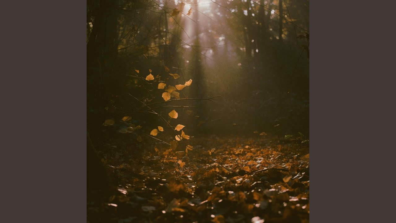 Watch Calm (Forest) on YouTube Watch Calm (Forest) on YouTube
