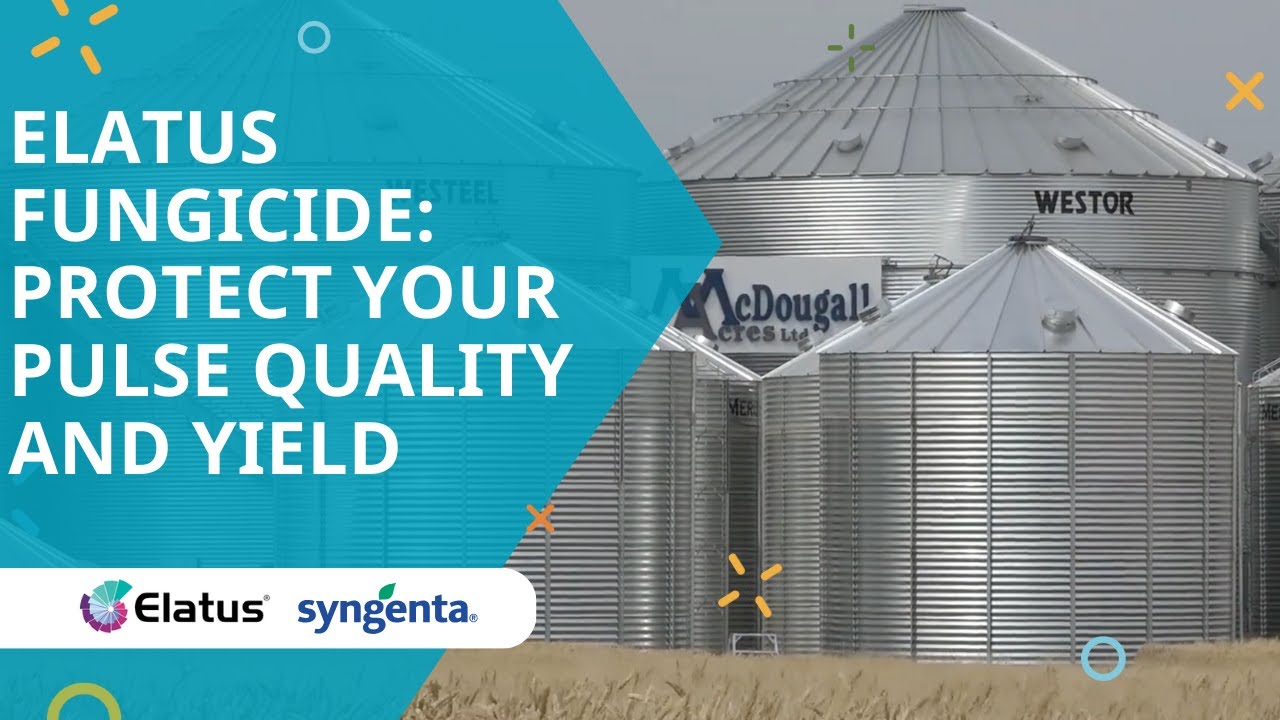 Elatus fungicide: Protect your pulse quality and yield