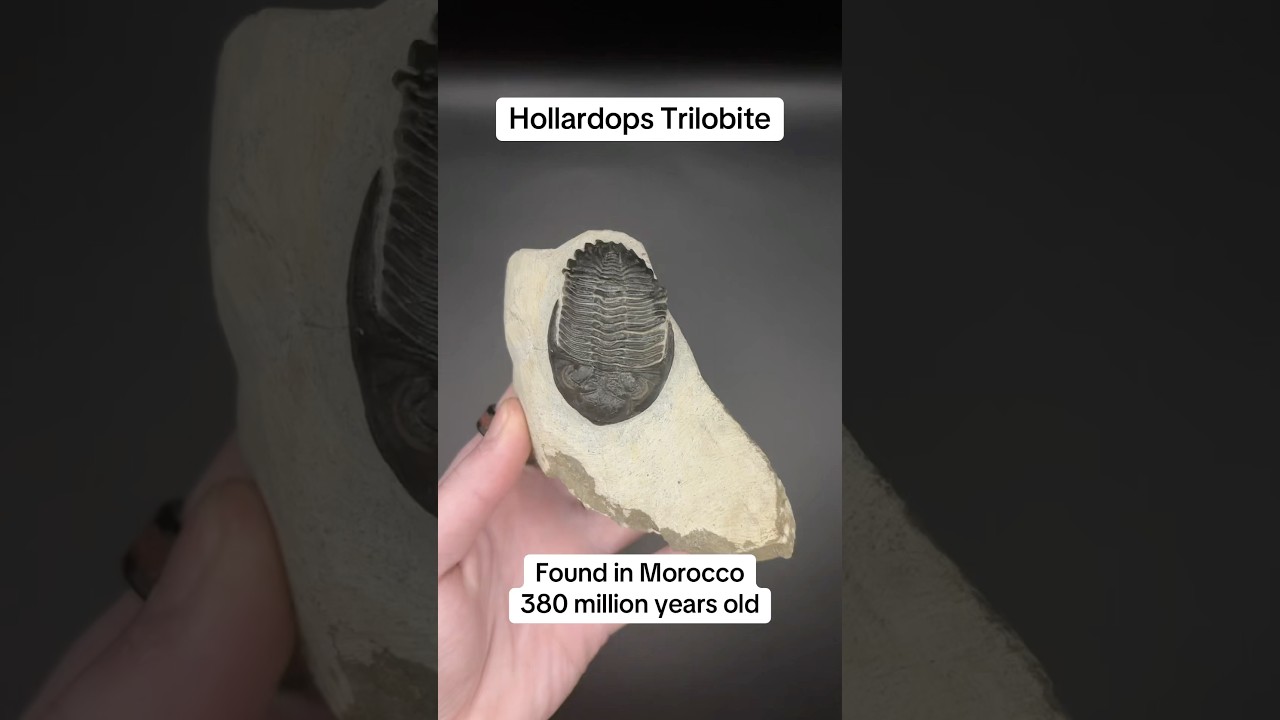 Hollardops Trilobite Fossil