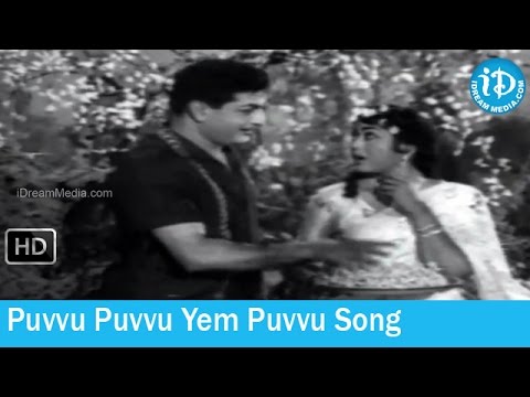 Sabhash Suri Movie Songs   Puvvu Puvvu Yem Puvvu Song   NTR   Krishna Kumari