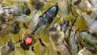 Видео Пчелиная матка на сотах (автор: Медолов. Кассетное и колодное пчеловодство)