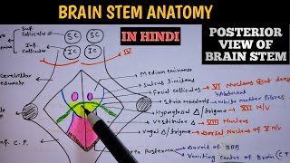 Brain Stem Anatomy - Dorsal / Posterior View of brain stem | Neuroanatomy