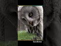 😯 ये कीड़ा आपको लखपति बना सकता है 🔥🤔 || Random facts about Animals #shorts #viral #wildlife