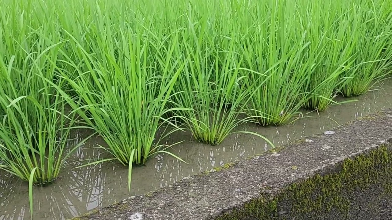 ２０２３年ヘアリーベッチ稲作　最近の様子