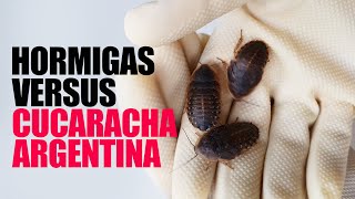 Hormigas VS Cucaracha  La cucaracha es mas lista    Messor vs Blaptica