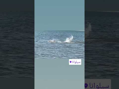 لاتی شو پر کن شنا نجات غریق غواصی آبهای آزاد شنا حرفه ای   