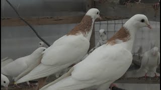 Первые голуби на полигоне!16.04.2024г