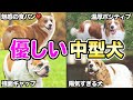 【可愛すぎる】トレーナーが初心者にオススメする優しい犬5選!