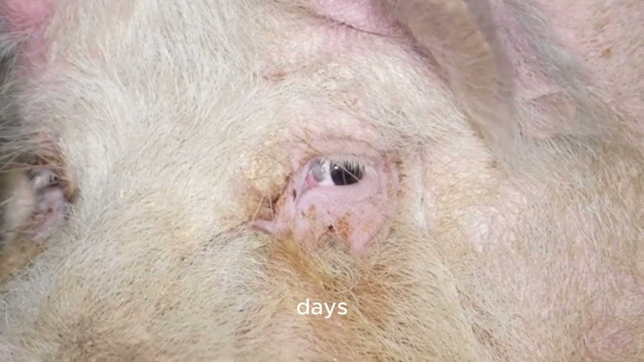 “Pigs of the World – Species, Countries, Benefits, Losses & Complete Breeding Method