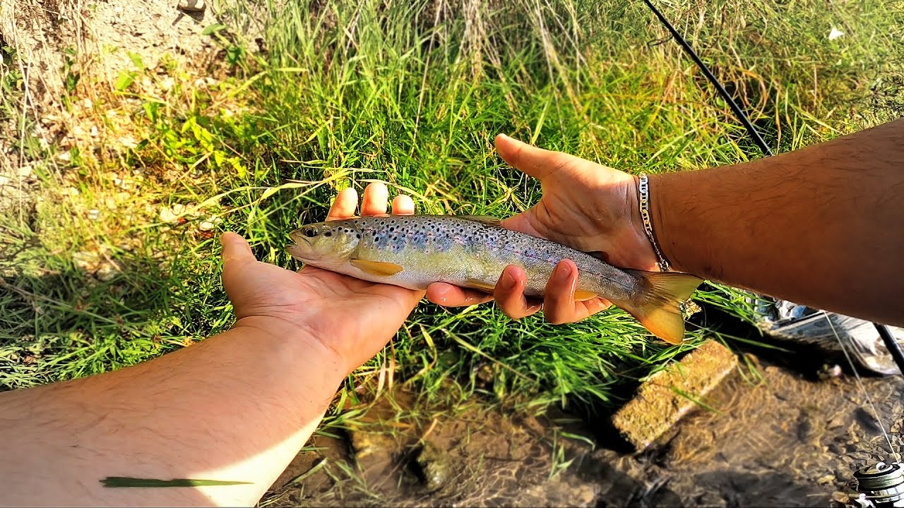Varalicarenje PASTRMKE u Donjem Toku Reke - JURE LEPTIRA NIZ VODU!