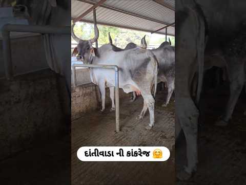 જાફરાબાદી ભેસુ ના વિડિયો#જાફરાબાદી#તબેલો#jafarabadi#tabelo#baffalo#ભેંસ#ભેસુલેવેચ#આભેસુવેચવાનીછે.