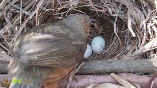 Rescue the bird eggs pushed out by the cuckoo bird back to the nest发现3颗被杜鹃鸟推出来的鸟蛋，我捡起来送回了鸟窝，加上了护栏