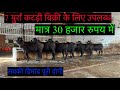 7 शानदार मुर्रा कटड़ी बिक्री के लिए उपलब्ध ♠️♠️ देखिये Special Video 👍👍