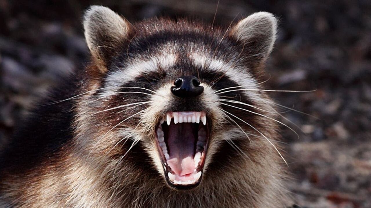 Rabid raccoon attacks dog in Gwinnett County, community services department says