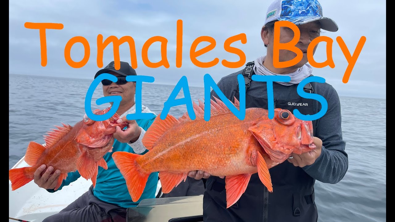 Tomales Bay Rock Cods In My New 1980 Boston Whaler Montauk 17 (Striper