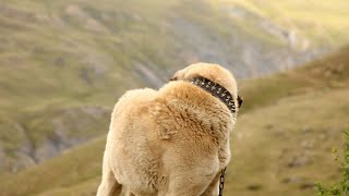 Kangal Dogs and Water: Training Tips & Best Practices