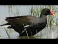 Suara Pikat Burung Mandar Dan Ayam Ayaman Lima Menit Langsung Datang Mp3 - Mp4 Download