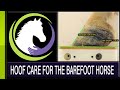 Hoof Care for the Barefoot Horse Featuring Ann Ramsey BS, CERA, APF-I