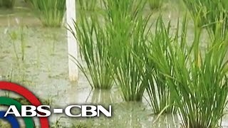 Bandila Xtra: Flood-proof rice and rice that can survive drought