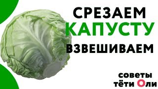 Выращивание капусты. Лучшие сорта.