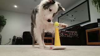 Ball Balance Trick by Mr Biscuit The Border Collie 856 views 5 years ago 39 seconds