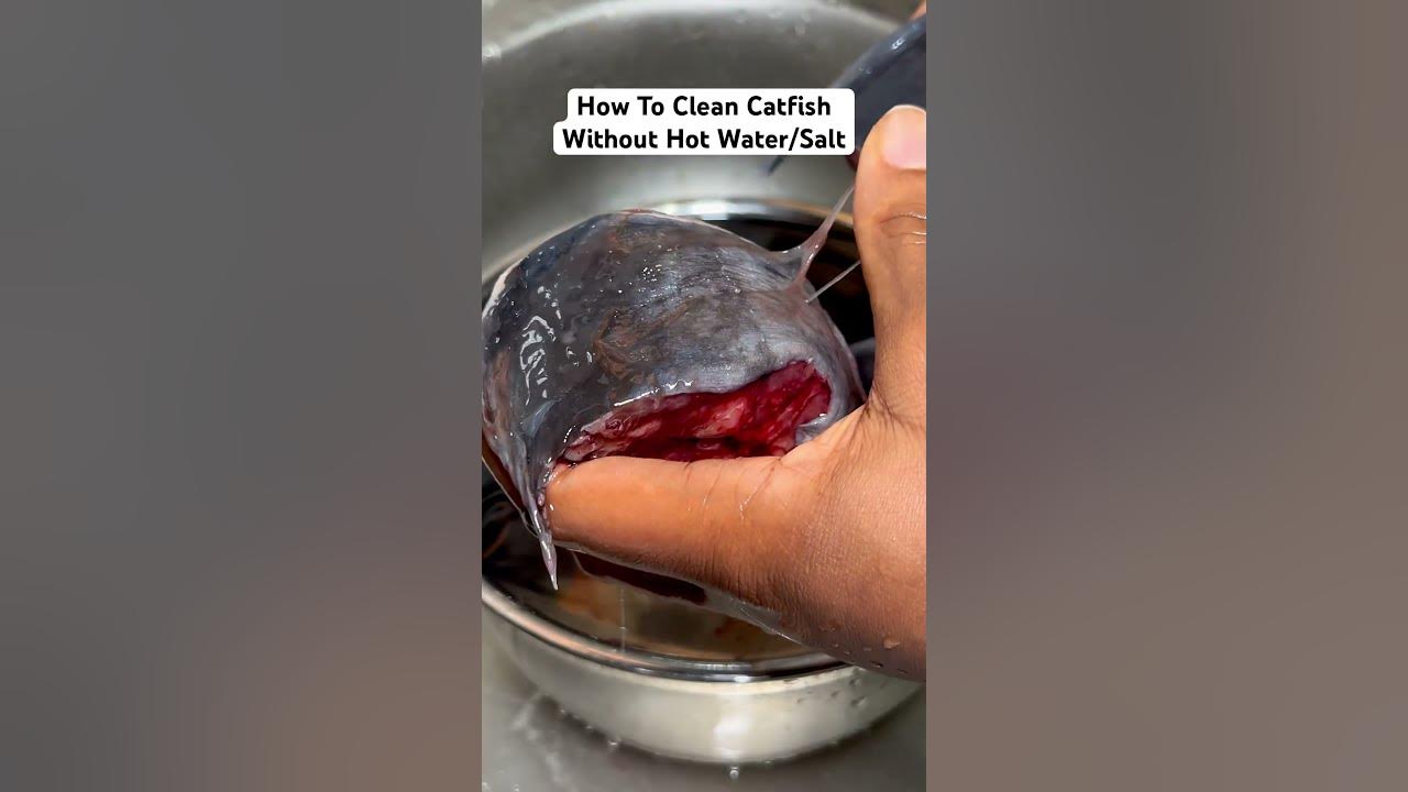 How To Clean A Catfish Without Skinning HOW TO CLEAN CATFISH WITHOUT SALT OR HOT WATER || I cleaned my catfish
