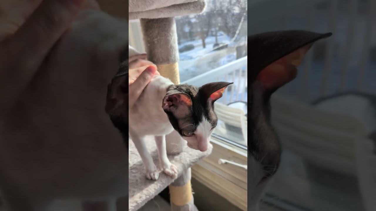 Mao Mao and Zaros sunbathing on the cat tree  