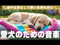 🐾愛犬が落ち着くリラックス音楽（広告なし）長時間の留守番も安心できるヒーリング音楽 / vol.268